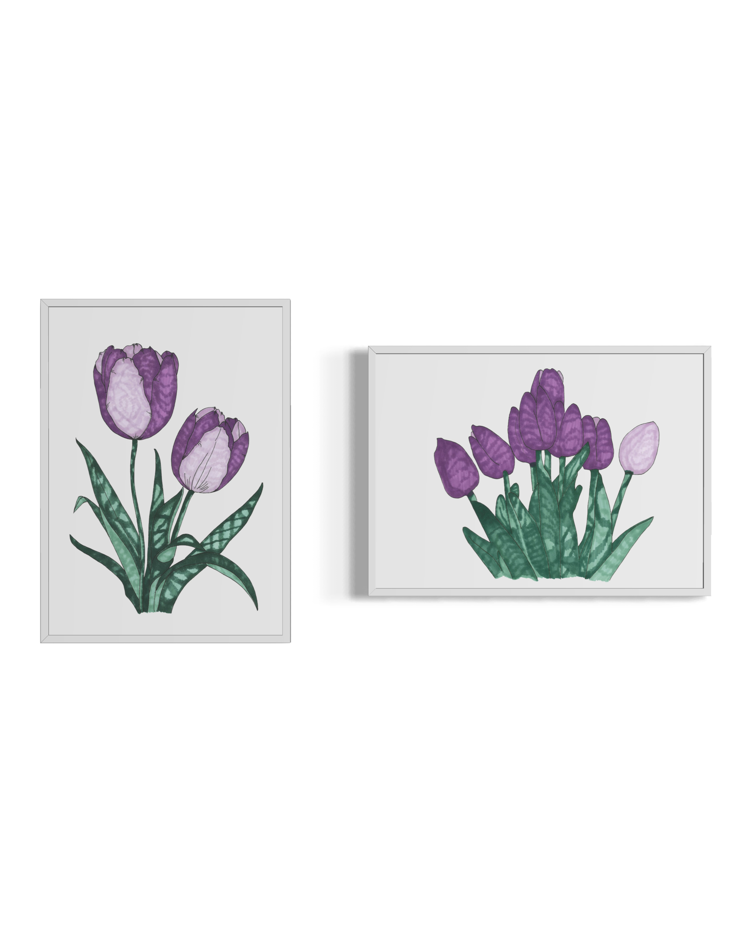 Violet Tulips