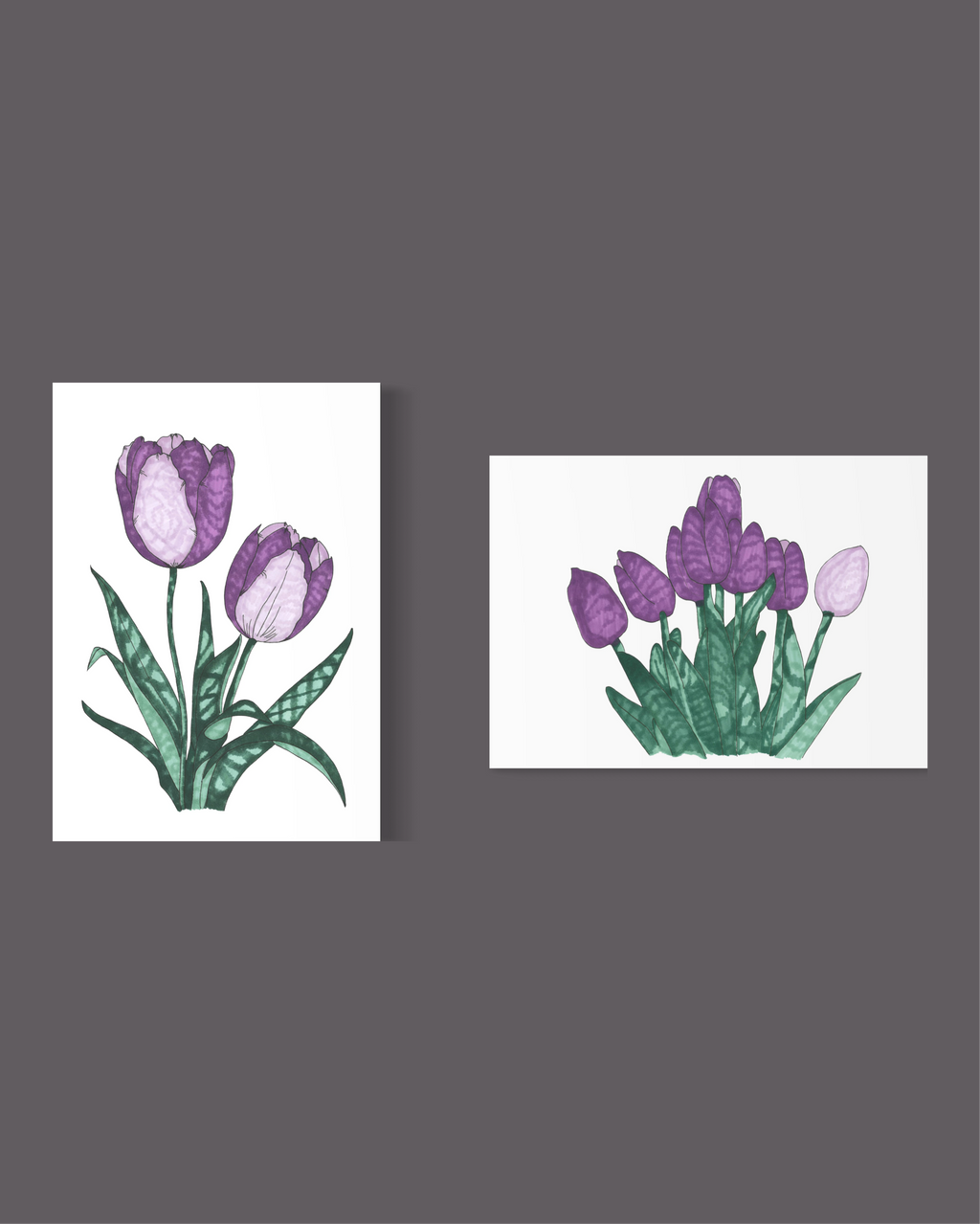 Violet Tulips