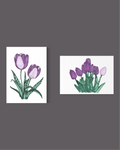 Violet Tulips