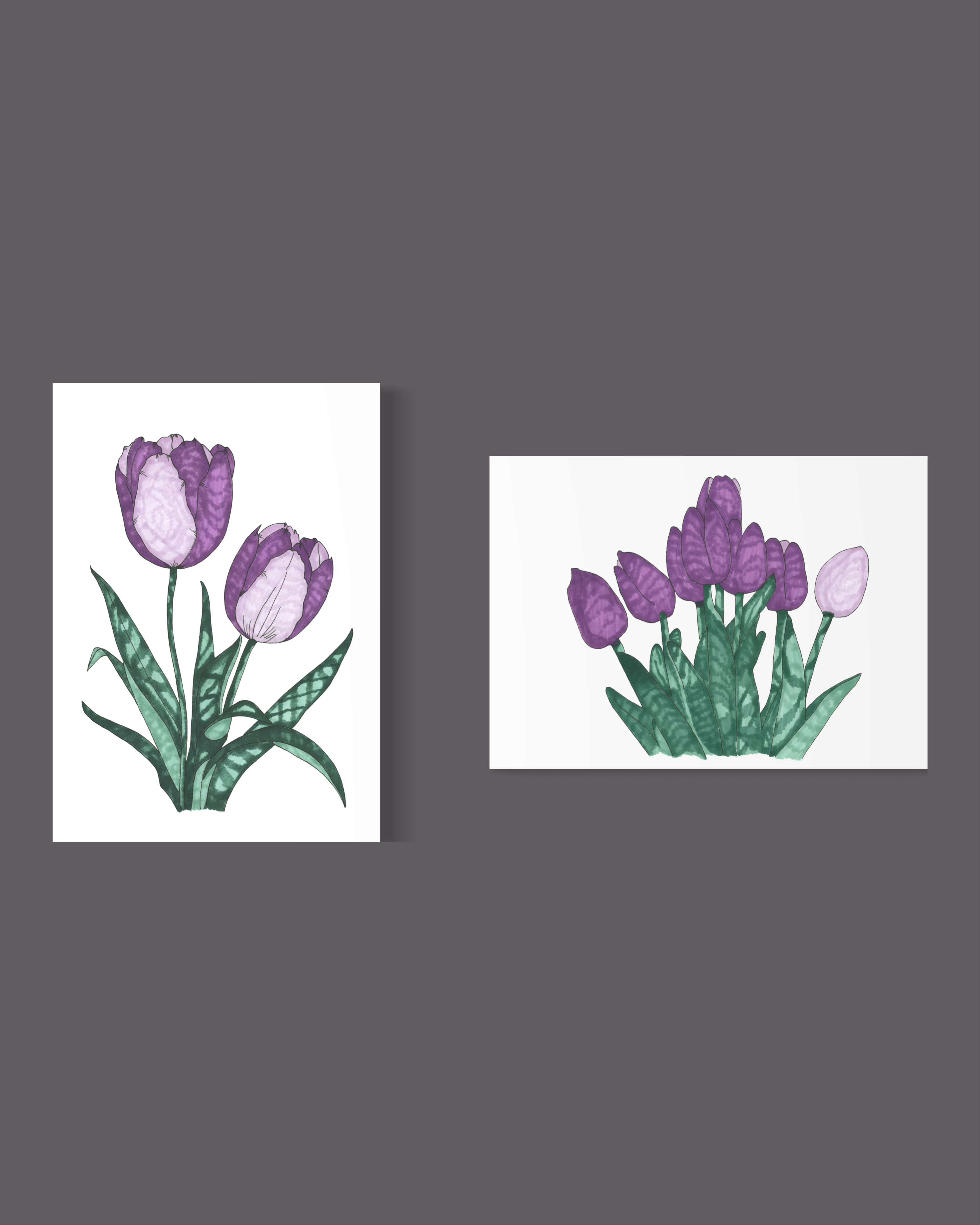 Violet Tulips