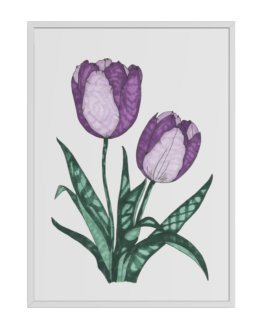 Violet Tulips